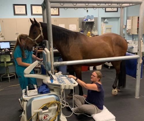 Equine veterinary shop hospitals near me